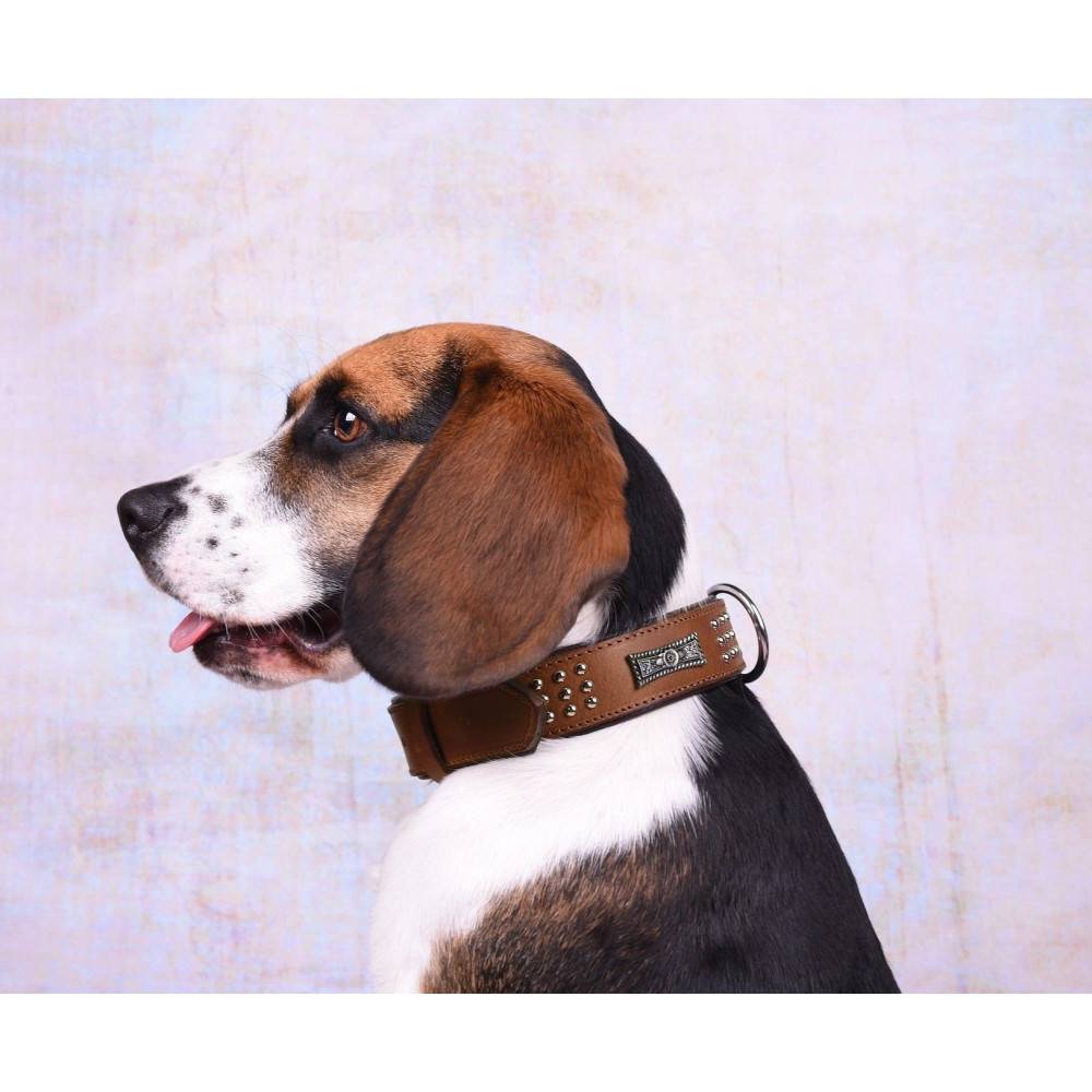Collier Cuir SEDONA brun taille XL 47-55 cm pour chien. - Image 4
