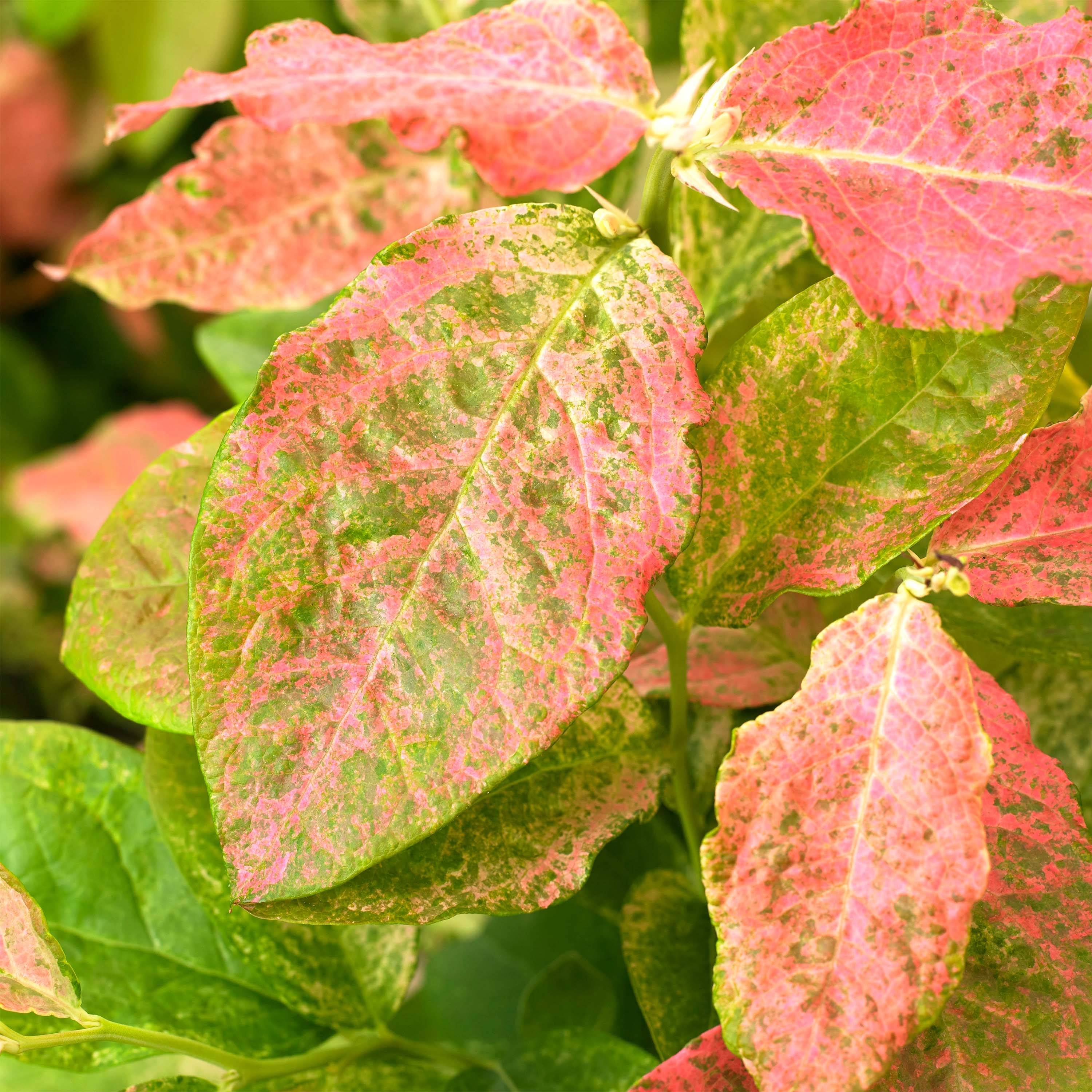 Promesse de Fleurs - Myrtillier Flamingo - Vaccinium corymbosum Pot de 1,5L/2L, Buisson