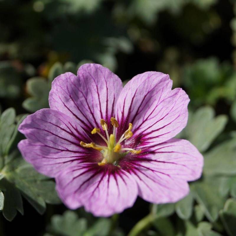 Géranium vivace Rothbury Gem® à fleurs Rose/ - feuillage Persistant - Godet - 5/20 cm
