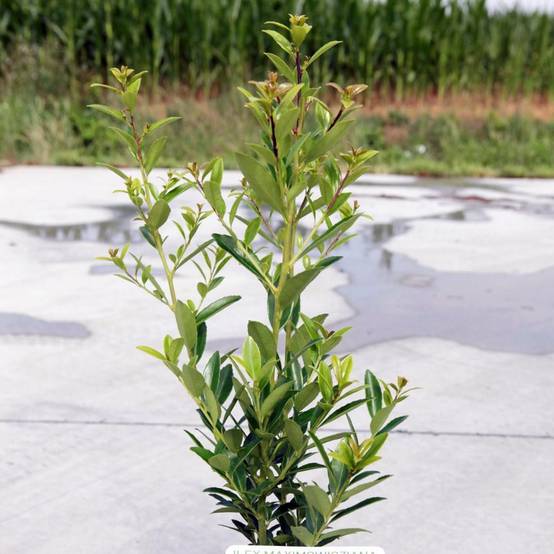 Promesse de Fleurs - Ilex maximowicziana Kanehirae - Houx Mutchagara Godet de 8/9 cm - Image 1