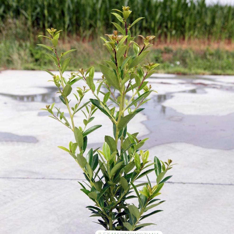 Promesse de Fleurs - Ilex maximowicziana Kanehirae - Houx Mutchagara  Godet de 8/9 cm