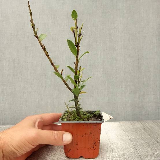 Promesse de Fleurs - Ilex maximowicziana Kanehirae - Houx Mutchagara Godet de 8/9 cm - Image 2