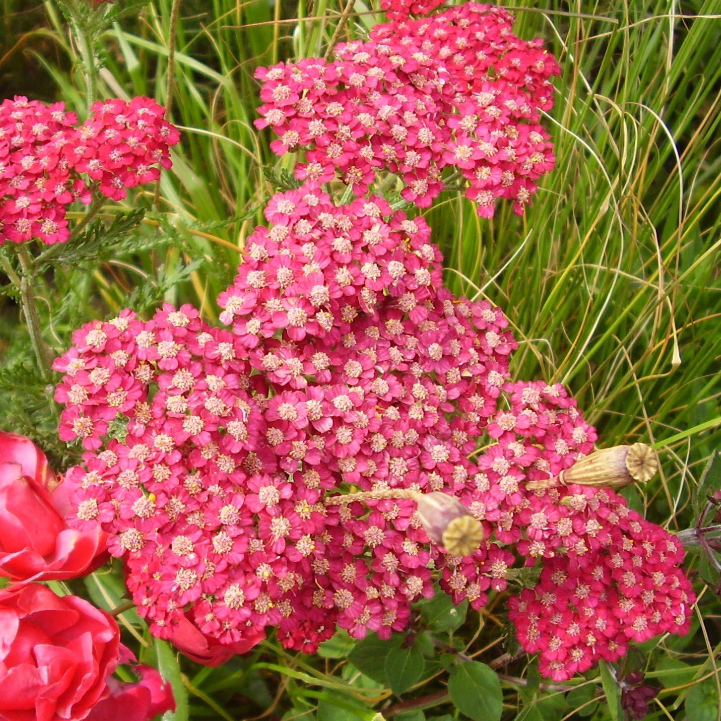 Achillée millefolium Petra Godet de 8/9 cm