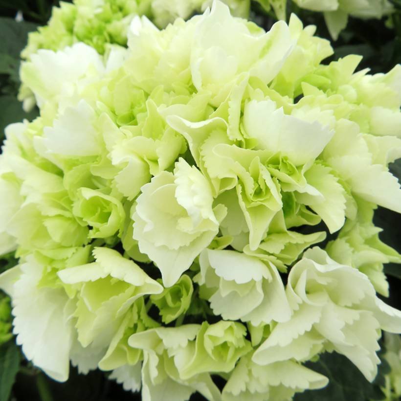 Promesse de Fleurs - Hortensia - Hydrangea macrophylla Bright White Godet de 8/9 cm