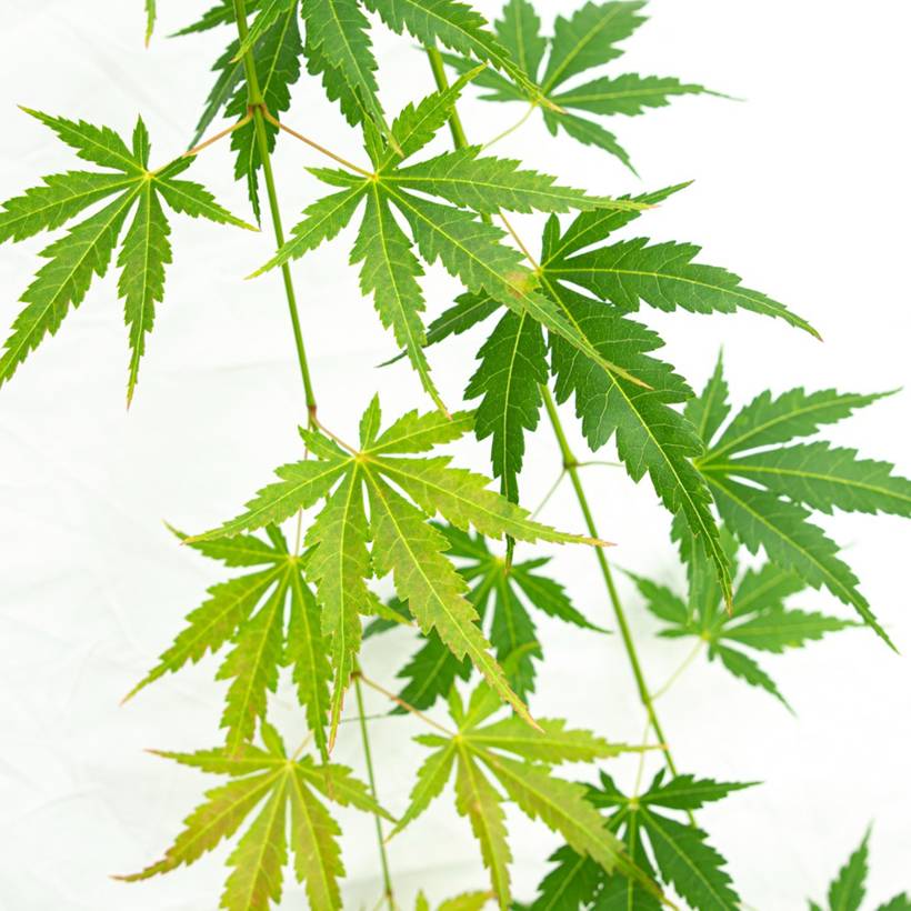 Erable du Japon - Acer palmatum Cascade Emerald Pot de 6L/7L, Demi-Tige