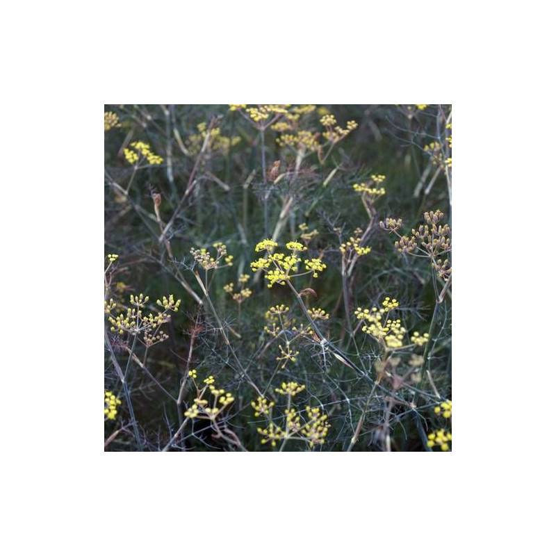 Fenouil commun bronze à fleurs Jaune - feuillage Caduc - Godet - 5/20 cm-  hauteur à maturité De 0,50 m à 1,00 m - Imagen 1