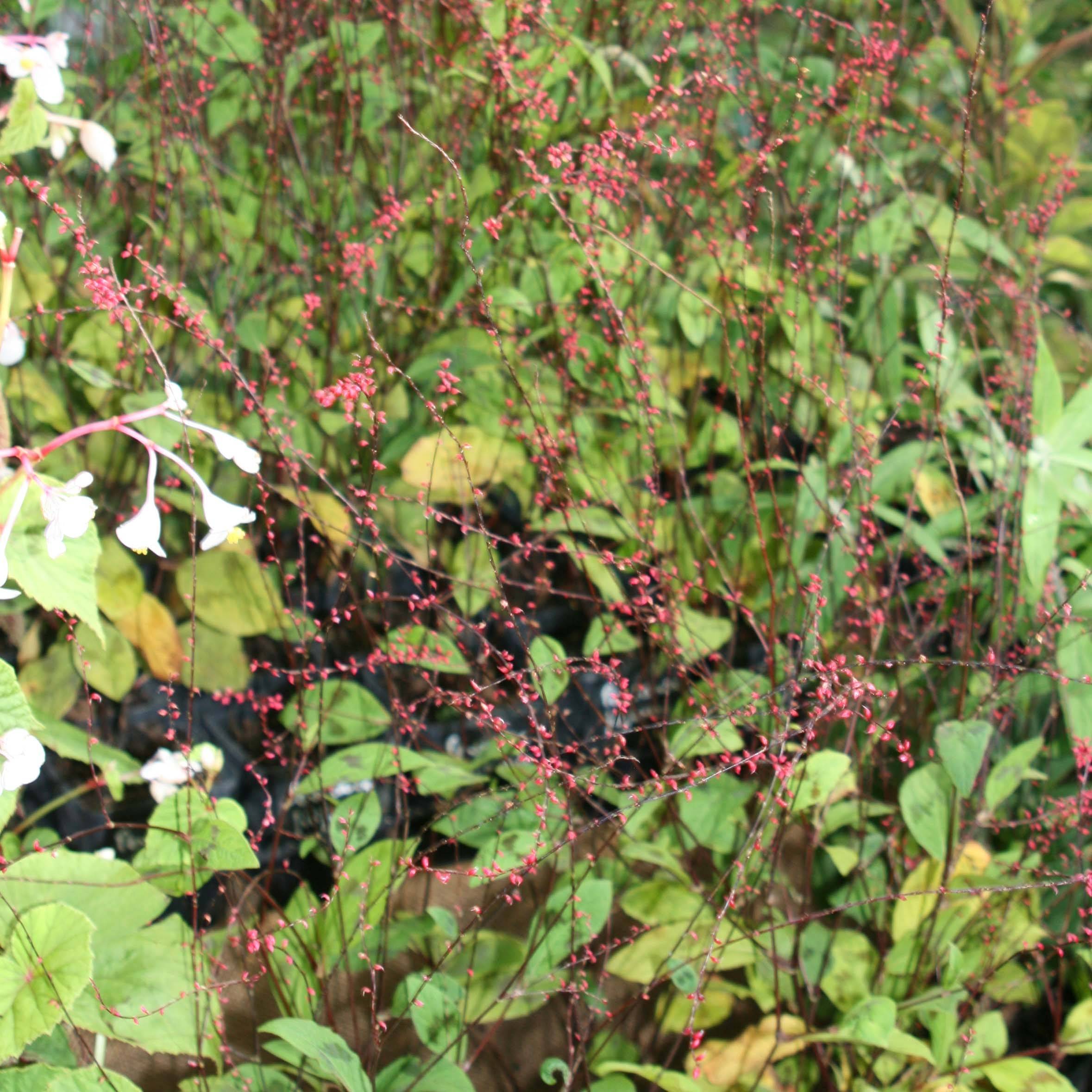 Renouée - Persicaria filiformis Godet de 8/9 cm