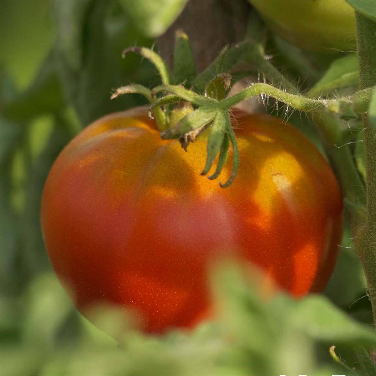 Tomate Reine des hâtives Bio - Ferme de Sainte Marthe le sachet de 50 graines environ