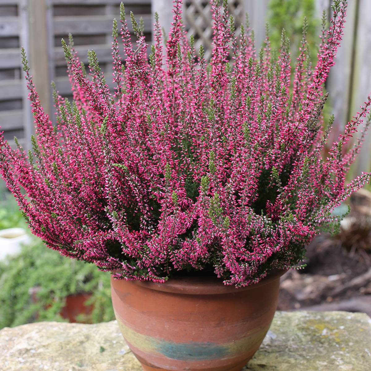 Bruyère d'été - Calluna Garden Girls Rosita Pot de 1L/1,5L