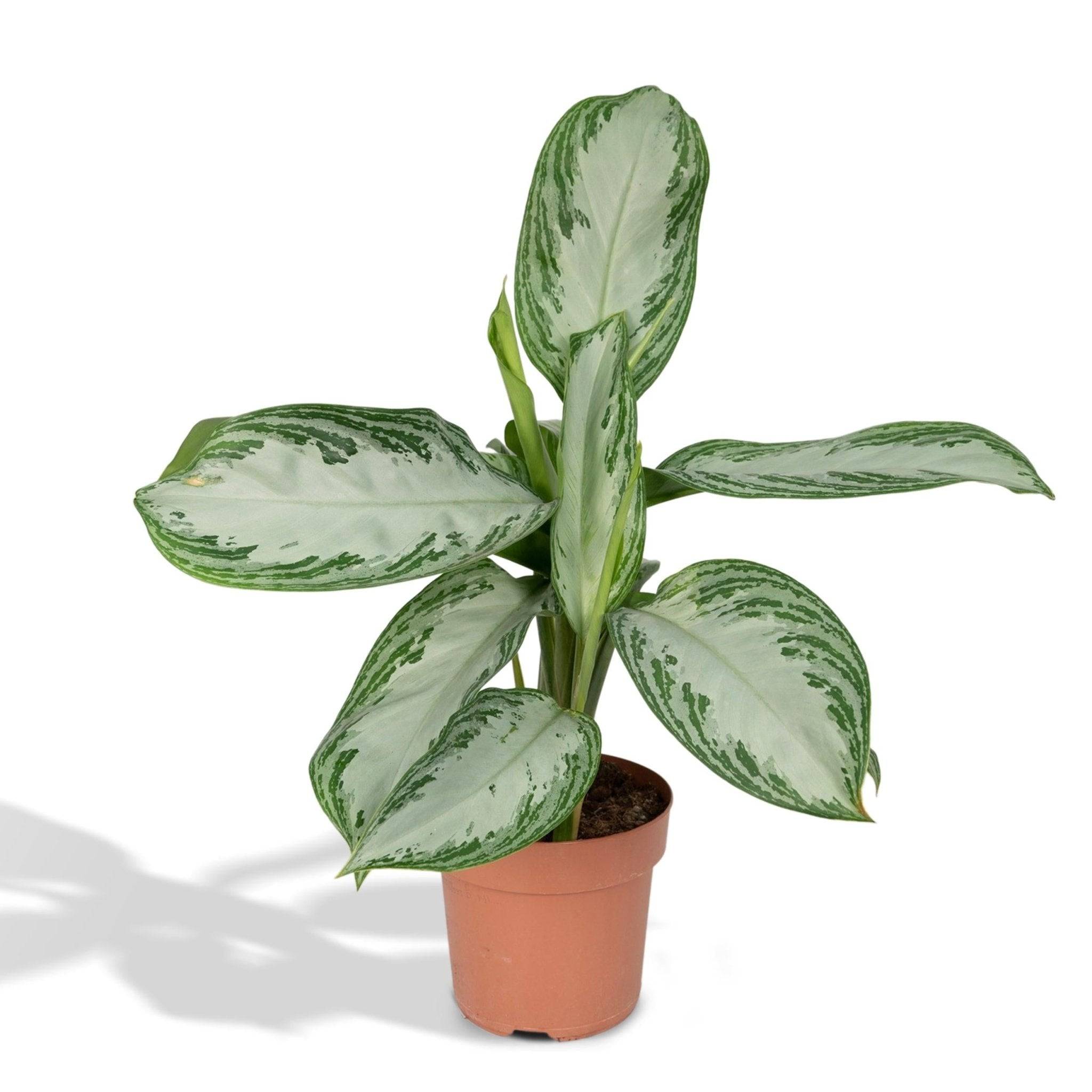 La Green Touch - Aglaonema Silver Bay  h55cm 55cm - Plante d'intérieur- La Green Touch - Imagen 2
