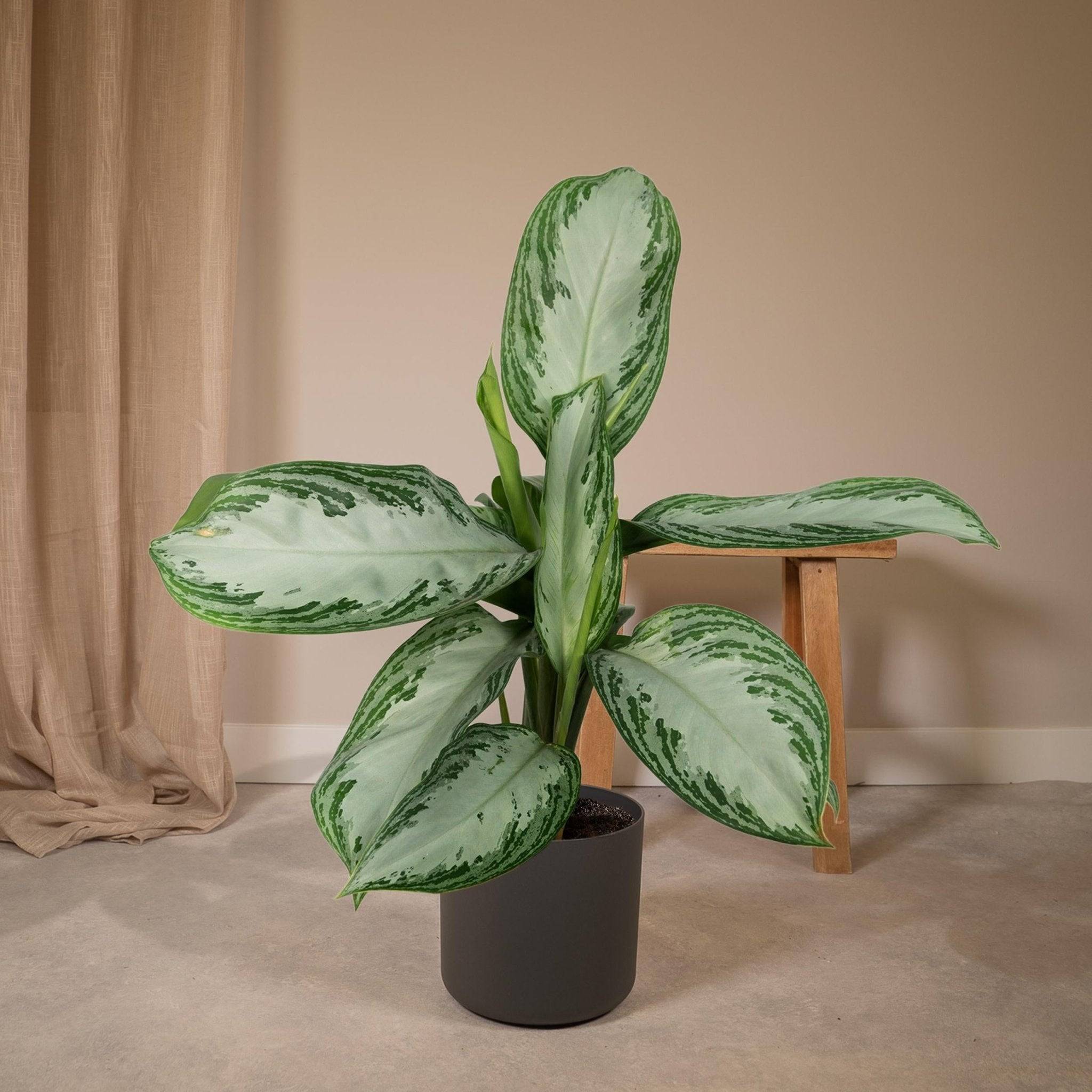 La Green Touch - Aglaonema Silver Bay  h55cm 55cm - Plante d'intérieur- La Green Touch - Imagen 5