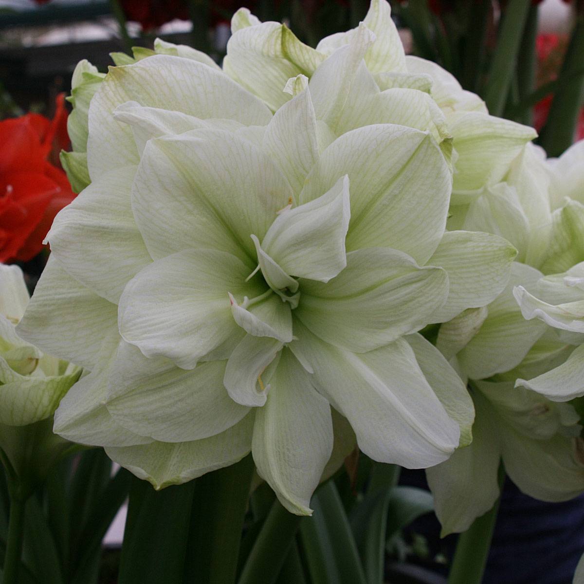Promesse de Fleurs - Amaryllis double Marilyn Bulbe calibre 30/32, extra