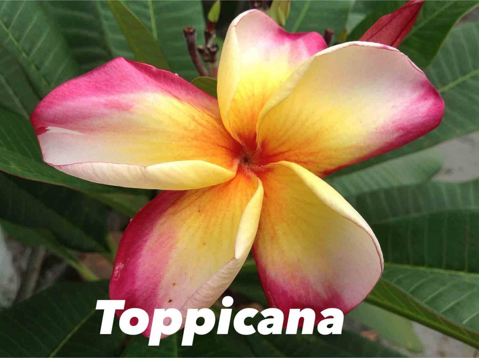 Sans Marque - Plumeria rubra "Toppicana" (frangipanier) Taille:Pot de 2 litres ? 20/30 cm - Couleur floraison:Blanc/jaune/rose