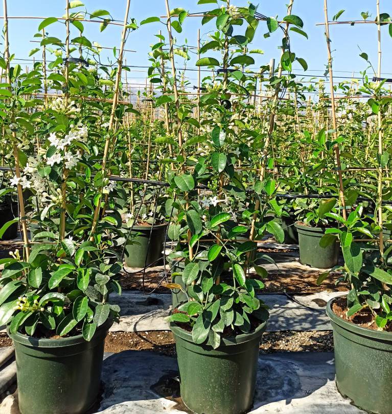 Sans Marque - Stephanotis floribunda (jasmin de Madagascar) Taille:Pot de 25L- 125/150cm - Image 4