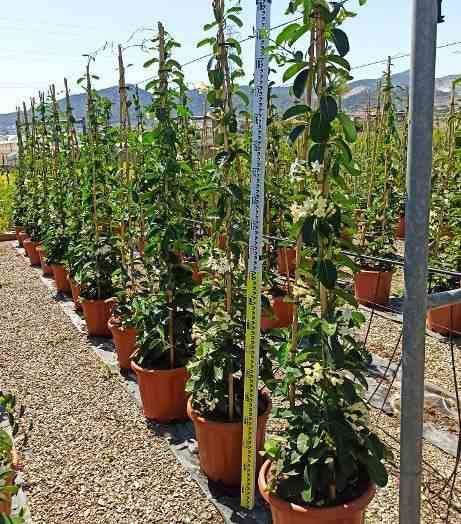 Sans Marque - Stephanotis floribunda (jasmin de Madagascar) Taille:Pot de 25L- 125/150cm - Image 2