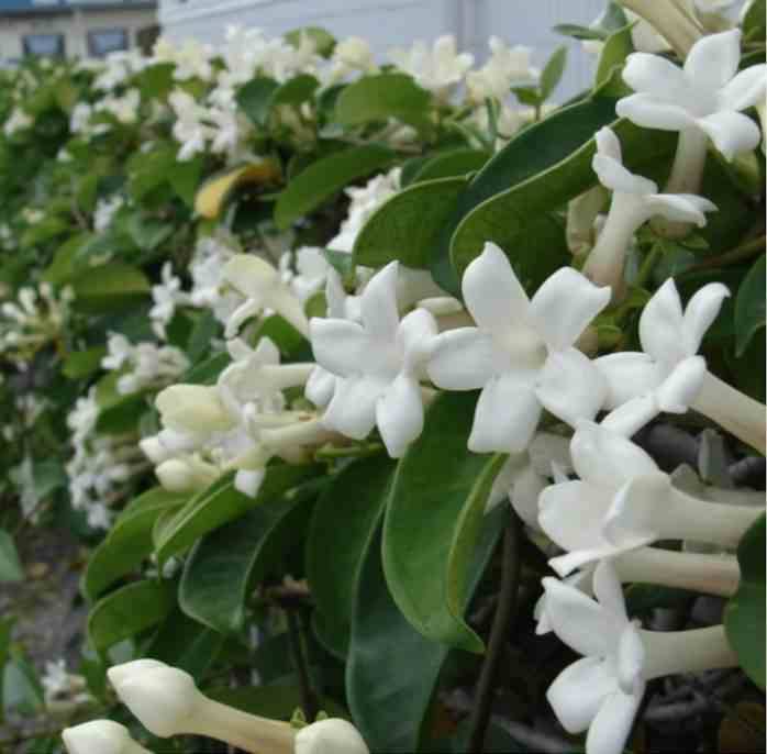 Sans Marque - Stephanotis floribunda (jasmin de Madagascar) Taille:Pot de 25L- 125/150cm - Image 1