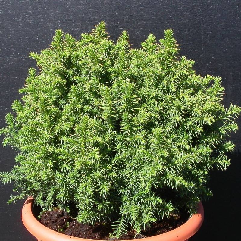 Cèdre du Japon Vilmoriniana, Cryptomeria - - Imagen 2