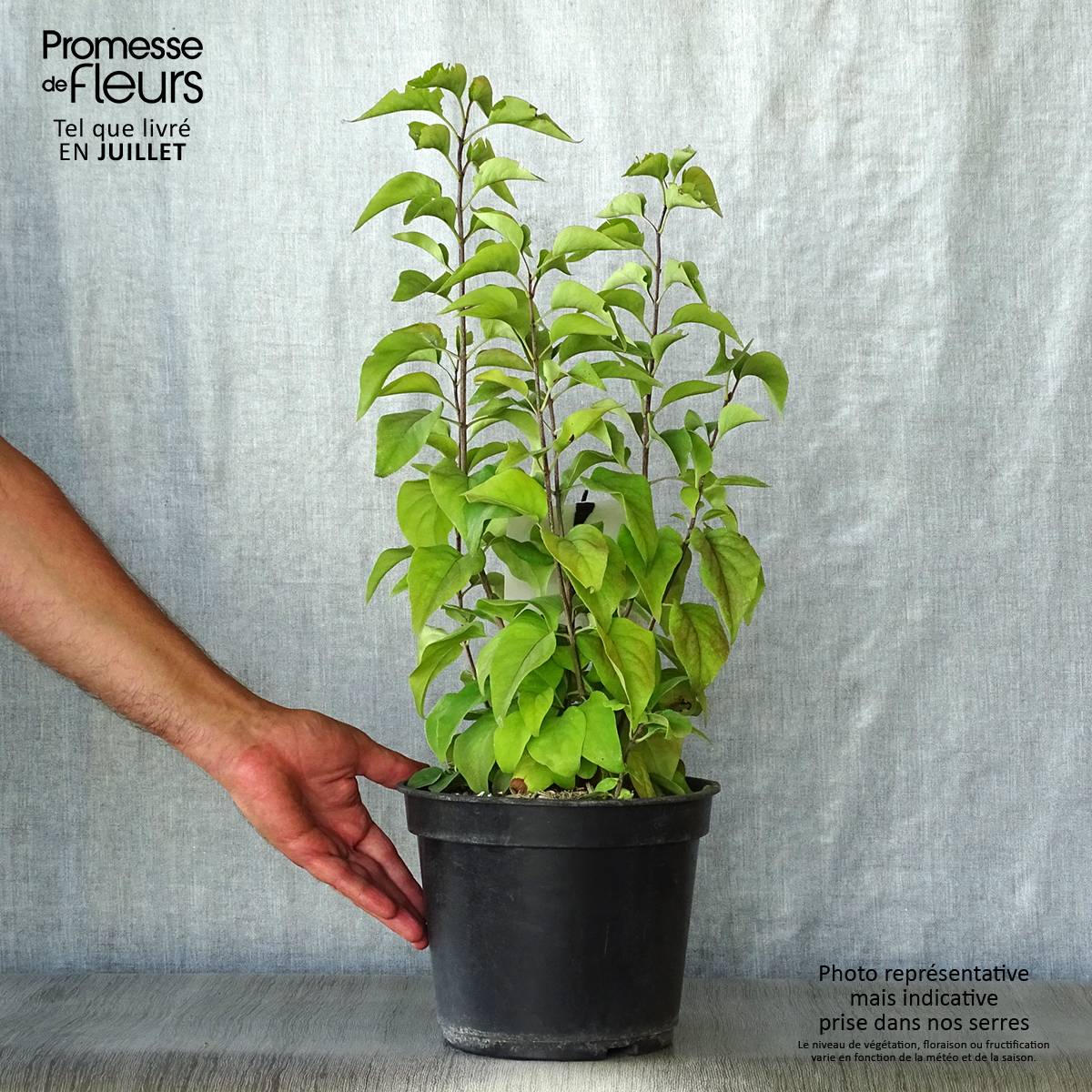 Promesse de Fleurs - Lilas - Syringa vulgaris Prince Wolkonsky Pot de 3L/4L - Image 2