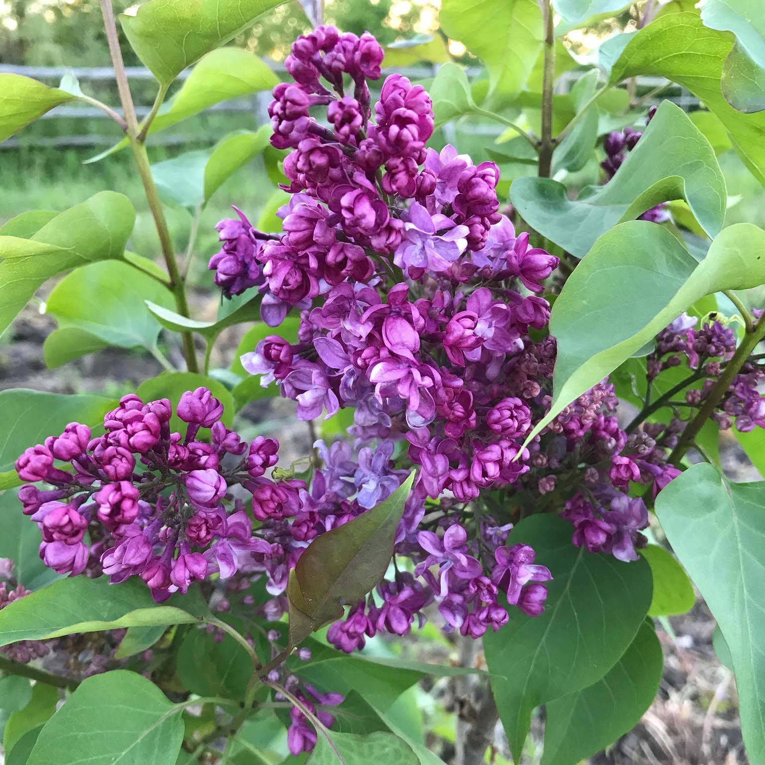Promesse de Fleurs - Lilas - Syringa vulgaris Prince Wolkonsky Pot de 3L/4L - Image 1