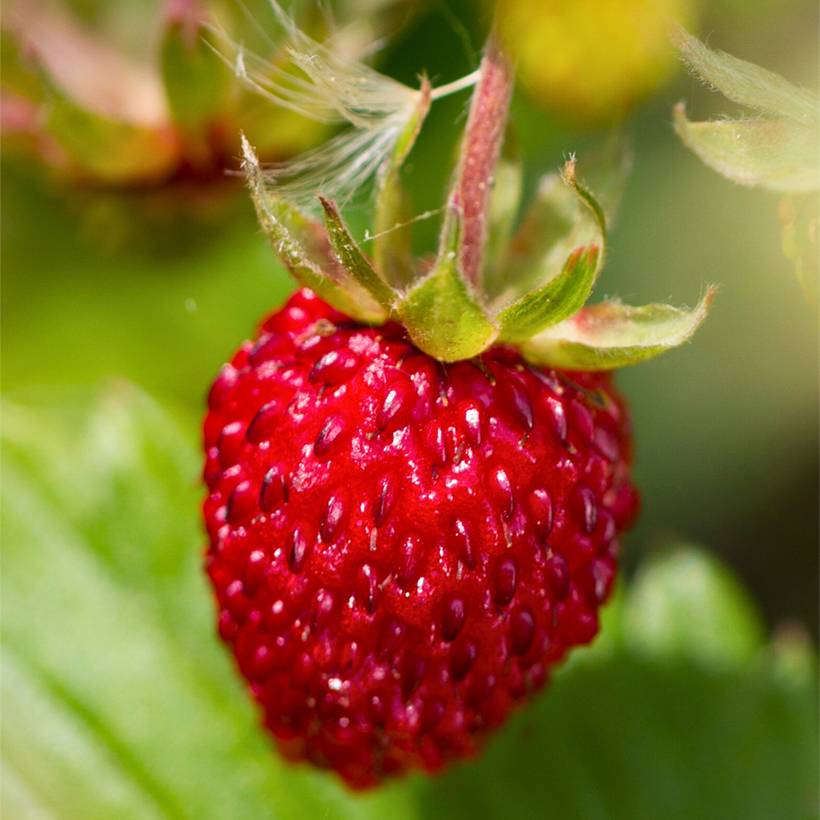 Fragaria vesca Rugen - Fraisier des bois Godet de 8/9 cm
