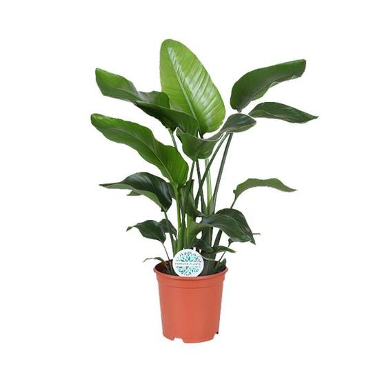 Strelitzia Nicolai - D21 H80cm - Image 1