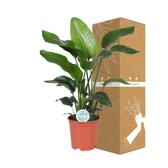 Strelitzia Nicolai - D21 H80cm - Image 3