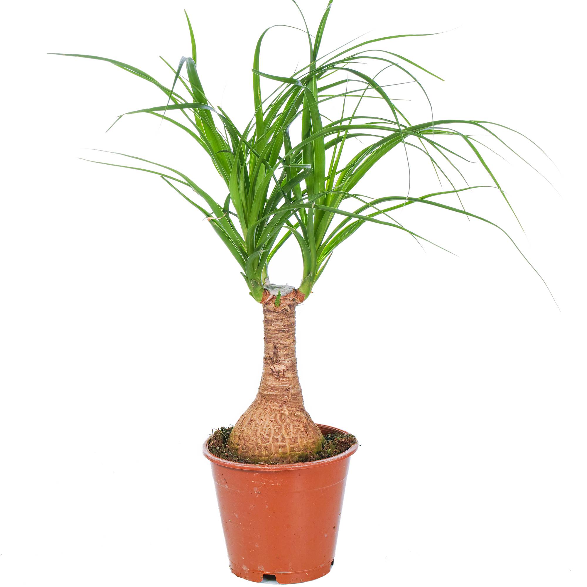 Gardenersdream - Beaucarnea Recurvata 40-50 Cm En Pot Pied D’Éléphant Plante D'Intérieur Cadeau - GardenersDream - Imagen 2