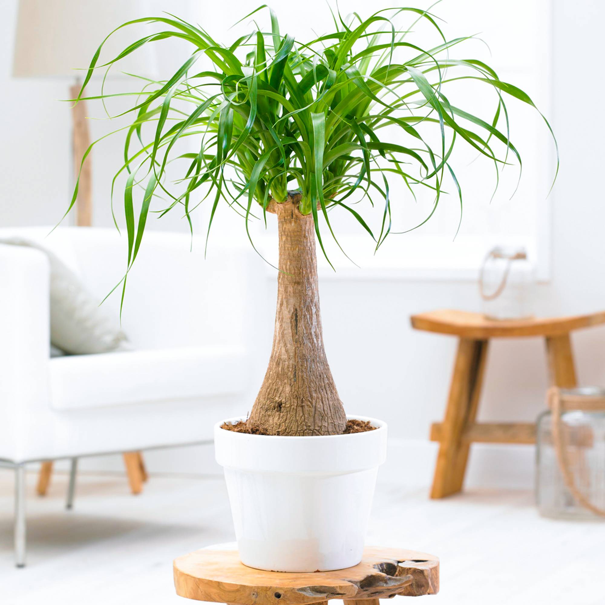 Gardenersdream - Beaucarnea Recurvata 40-50 Cm En Pot Pied D’Éléphant Plante D'Intérieur Cadeau - GardenersDream - Imagen 1