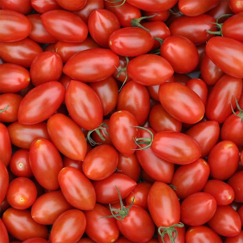Tomate Trilly F1 en plants GREFFES - Tomate-cerise allongée Mini-motte Ø 3/4 cm, Livré en hauteur de 5 à 10 cm (par 2)