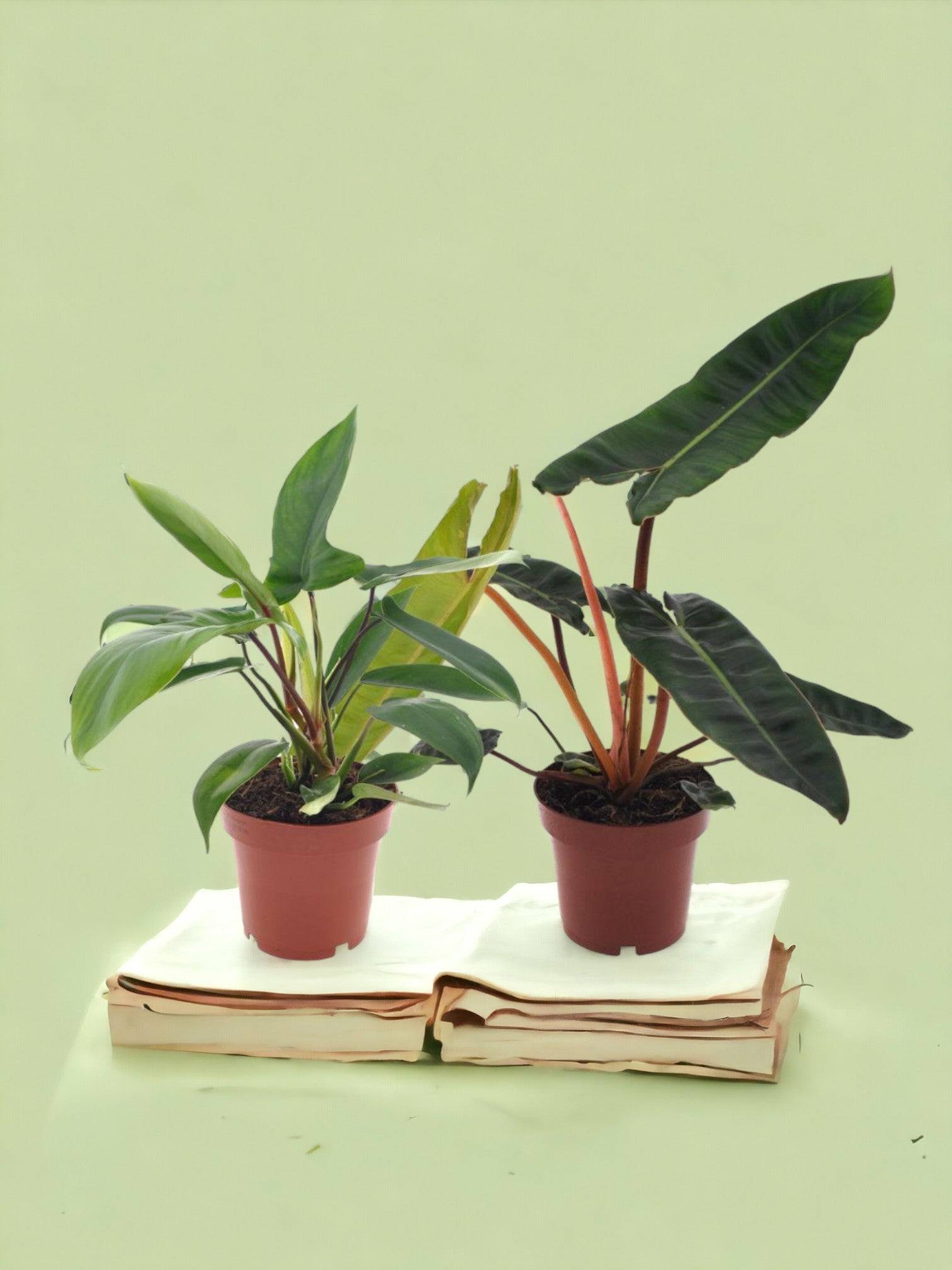 Box - duo philodendron rare 25cm - Plante d'intérieur- La Green Touch - Image 2