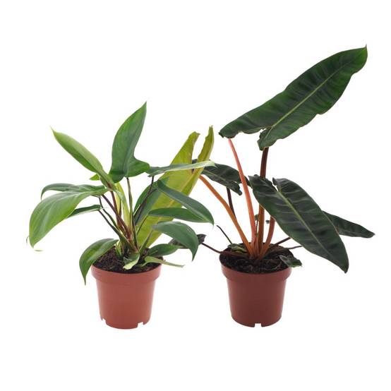 Box - duo philodendron rare 25cm - Plante d'intérieur- La Green Touch - Image 1