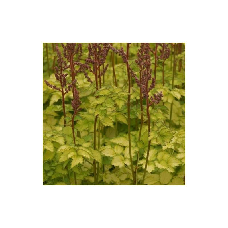 Astilbe Beauty of Lisse à fleurs Rose/ - feuillage Caduc - Godet - 5/20 cm - Imagen 1