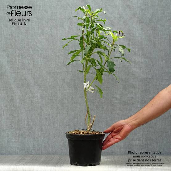 Pseudopanax lessonii Goldfinger Pot de 3L/4L - Image 2