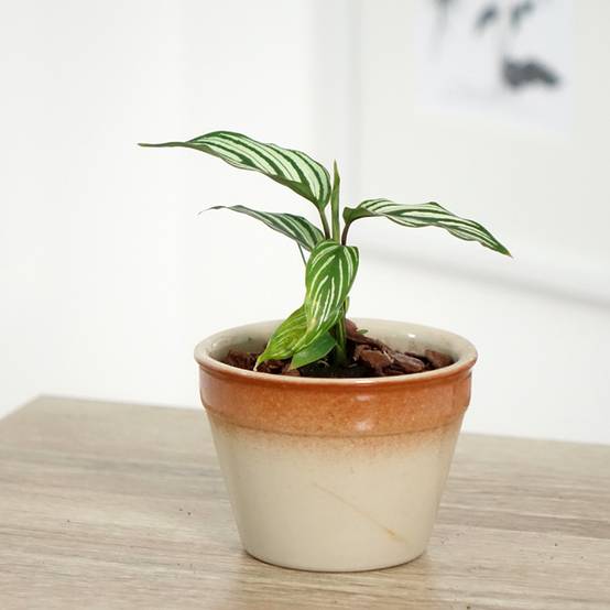Calathea vittata Mini-plante