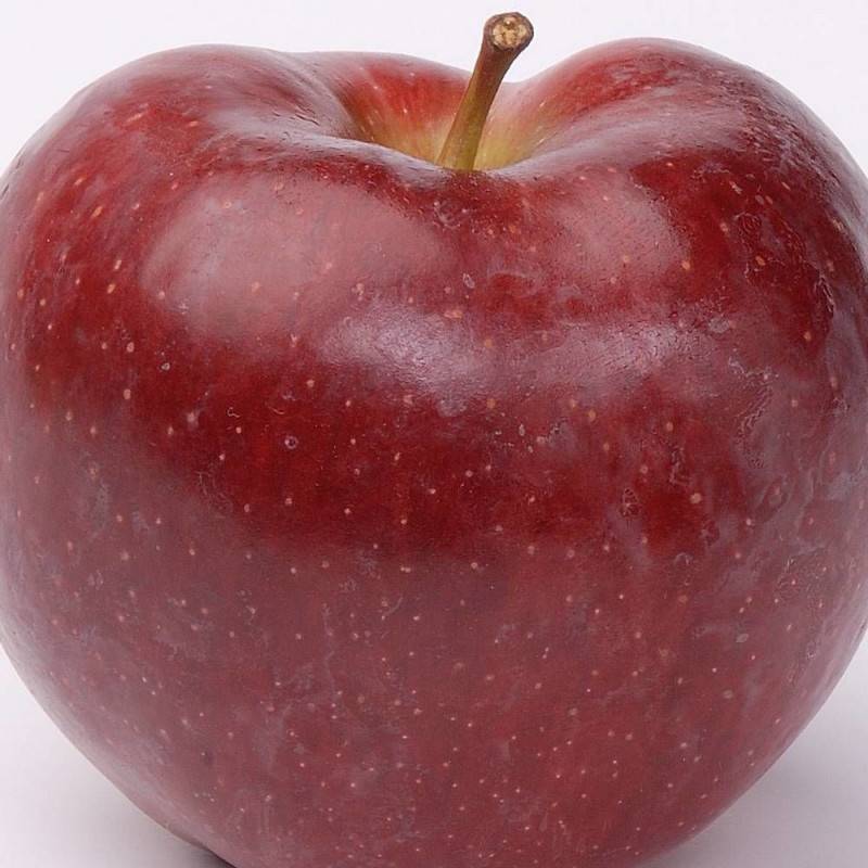 Pommier Ariane® - Excellent rendement - Pot de 10L - Gobelet 2 ans - 120/150 cm - De 3,00 m à 5,00 m - Image 7