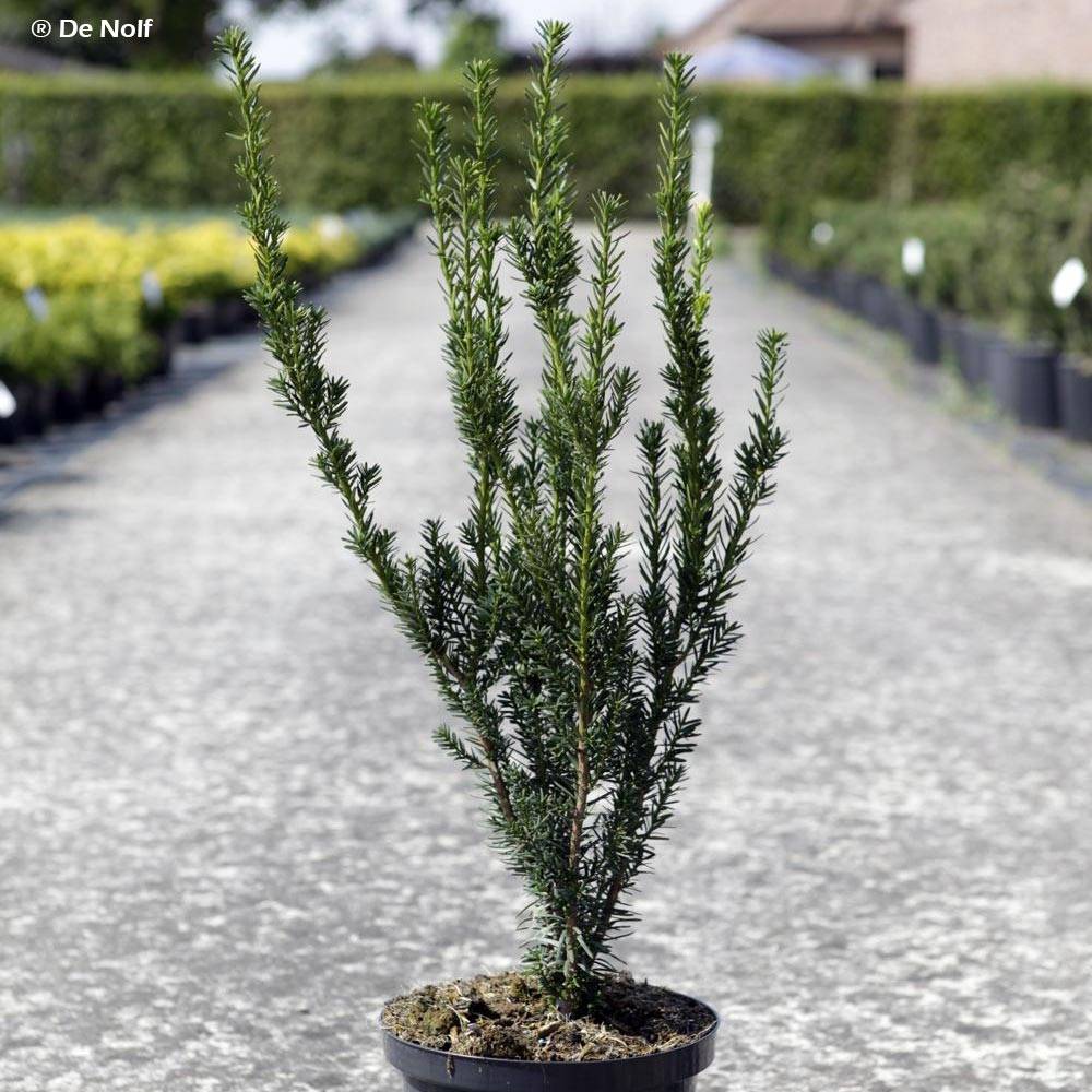 Taxus media Hillii - If hybride Godet de 8/9 cm - Image 1