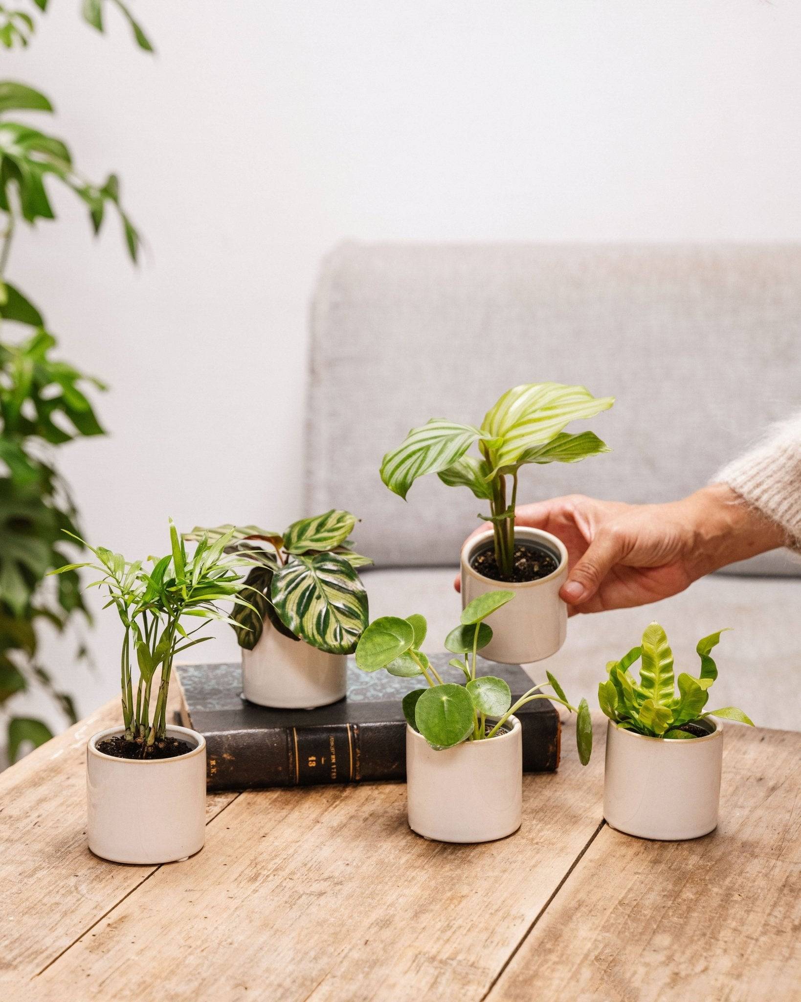 La Green Touch - Coffret baby plantes 27cm - Plante d'intérieur- La Green Touch - Imagen 2