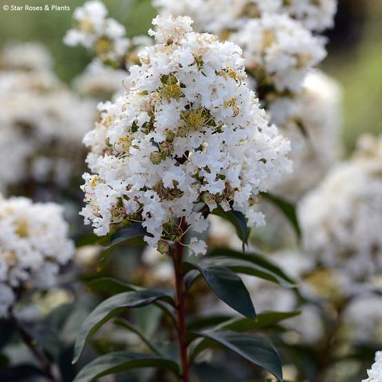 Lagerstroemia Enduring White - Lilas des Indes Pot de 3L/4L, Touffe