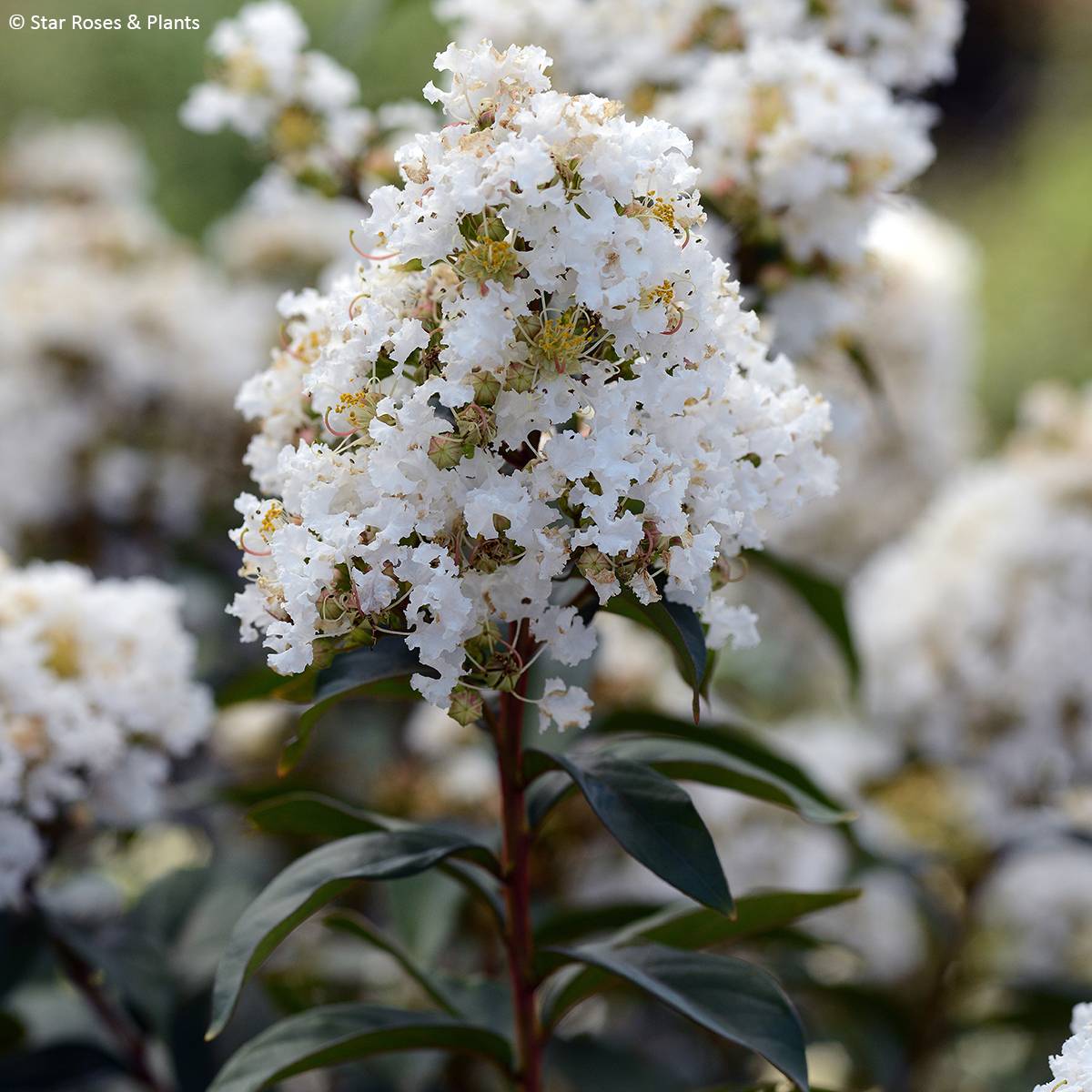 Lagerstroemia Enduring White - Lilas des Indes Pot de 3L/4L, Touffe