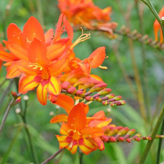 Crocosmia Scorchio - Montbretia Bulbe calibre 8+ (par 15)