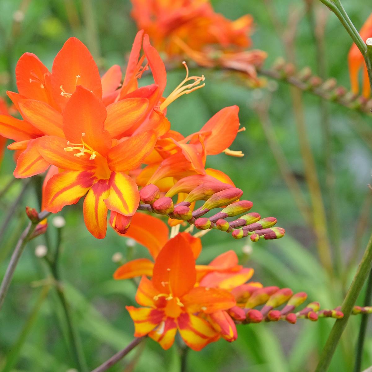 Crocosmia Scorchio - Montbretia Bulbe calibre 8+ (par 15)