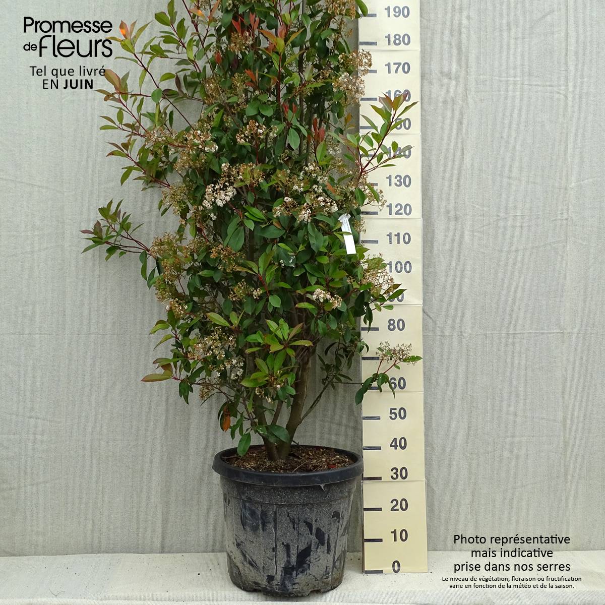 Photinia fraseri Red Robin Pot de 50L/55L - Image 2