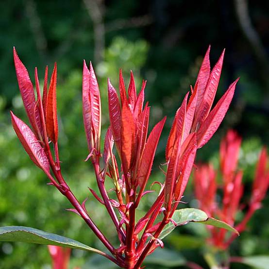 Photinia fraseri Red Robin Pot de 50L/55L - Image 1