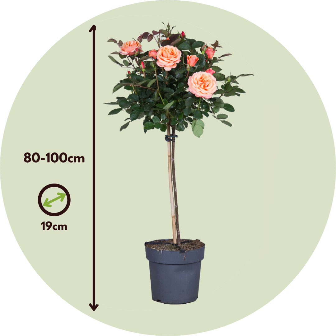 Rosier sur tige - Rosa palace 'Catherine' - Hauteur 80-100cm - ⌀19cm - Image 3