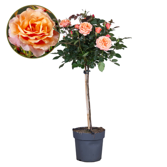 Rosier sur tige - Rosa palace 'Catherine' - Hauteur 80-100cm - ⌀19cm - Image 1
