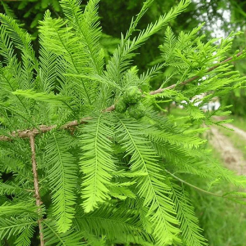 Cyprès Chauve (Taxodium Distichum) - Godet - Taille 30/50cm - Pépinières Naudet - Image 1