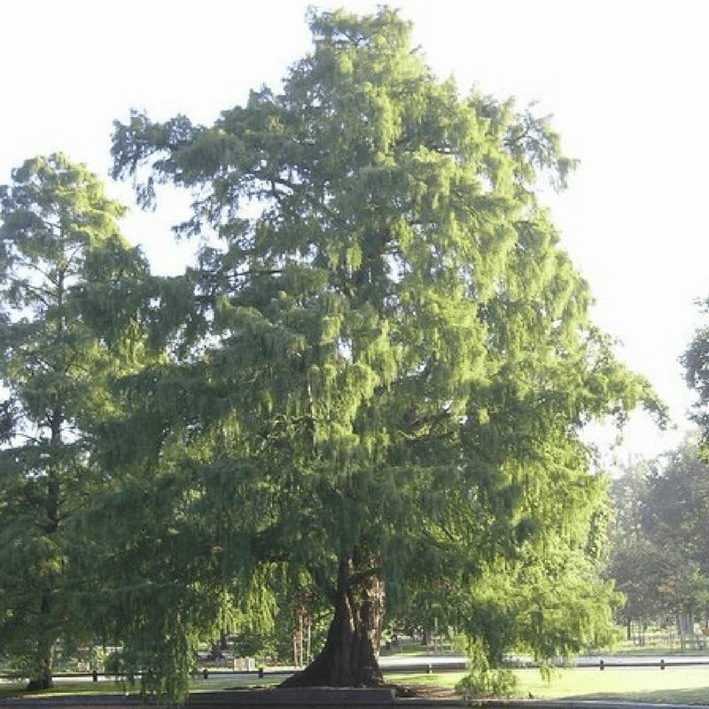 Cyprès Chauve (Taxodium Distichum) - Godet - Taille 30/50cm - Pépinières Naudet - Image 2