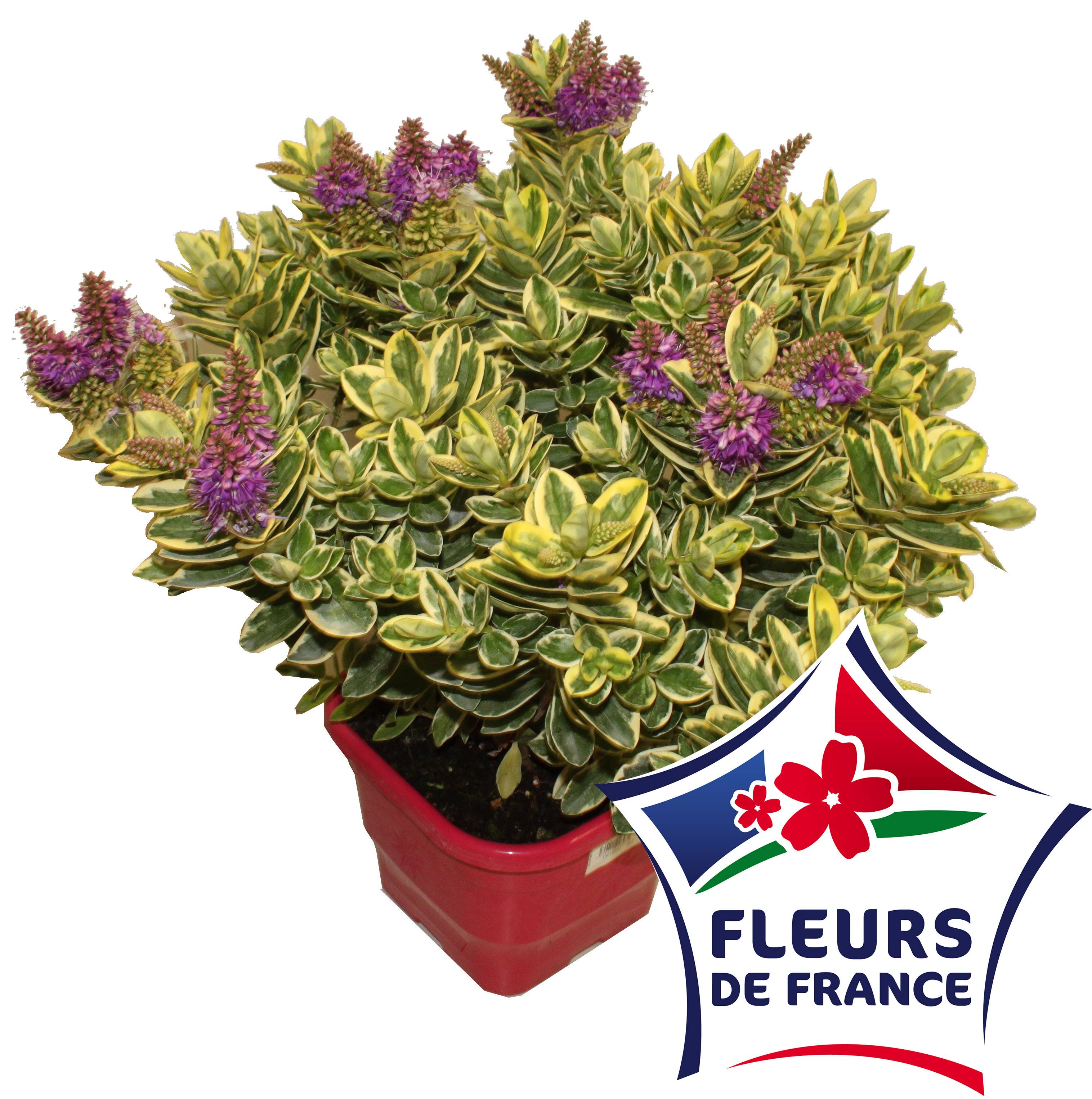 Horti-Flandre - Veronique panachée pot carré 5couleurs 4litres - Imagen 1