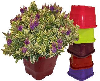 Horti-Flandre - Veronique panachée pot carré 5couleurs 4litres - Imagen 2