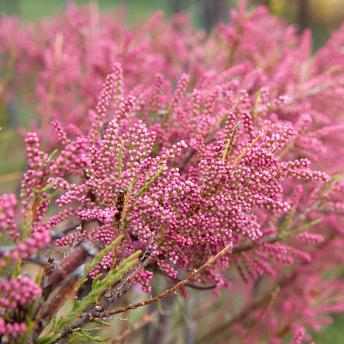 Tamarix gallica - Tamaris français, Tamaris commun Pot de 7,5L/10L